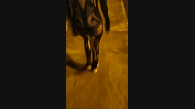 bigwhitebuttxxx  31-10-2023 Show Females