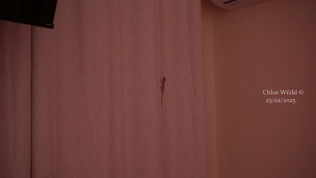 chloewildd 23-02-2025 suckcock Female